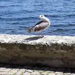 Seafront Im Appartement *